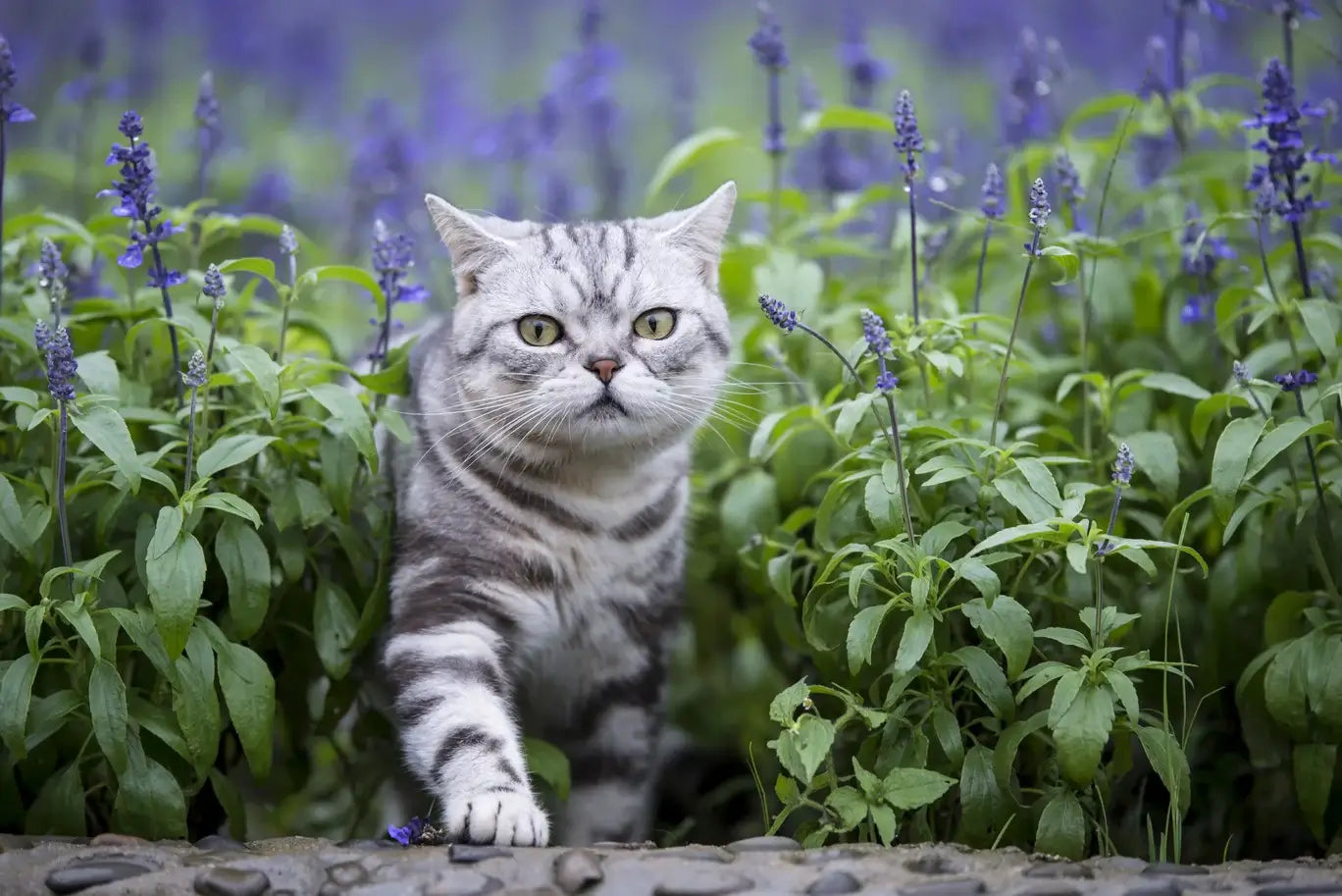ラベンダーは猫にどんな効果がある？安全性と活用法