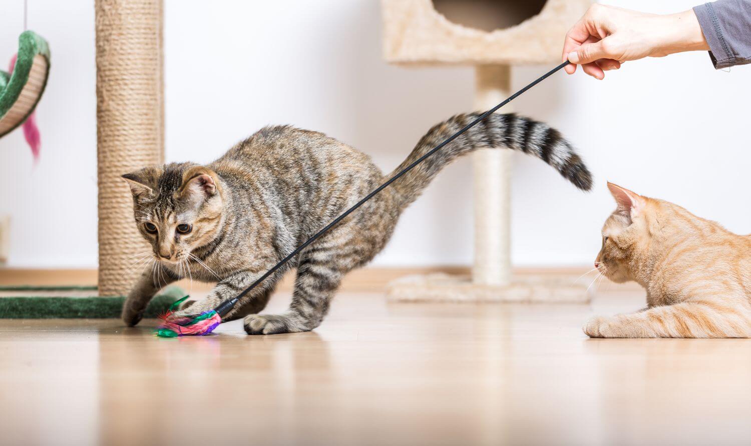 猫と毎日どのくらい遊ぶべき？最適な遊び時間とコツ