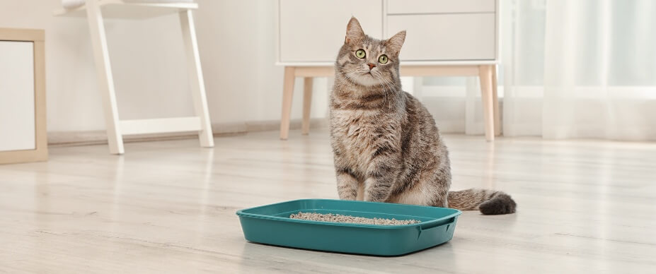 高品質なベントナイト猫砂